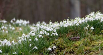 Nick fewings snowdrops unsplash low
