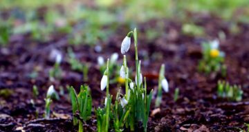Snowdrop