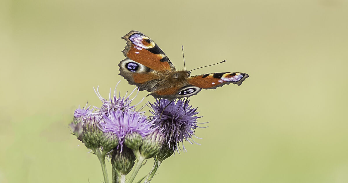 Get Busy Spotting Butterflies | Explore Essex