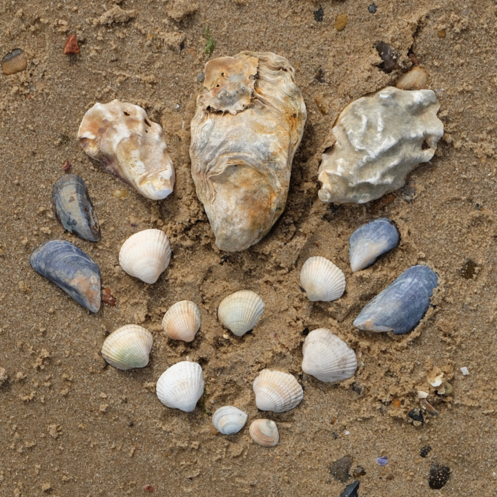 Shells on the beach