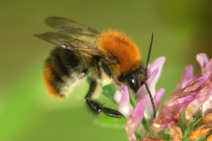 Carder bee