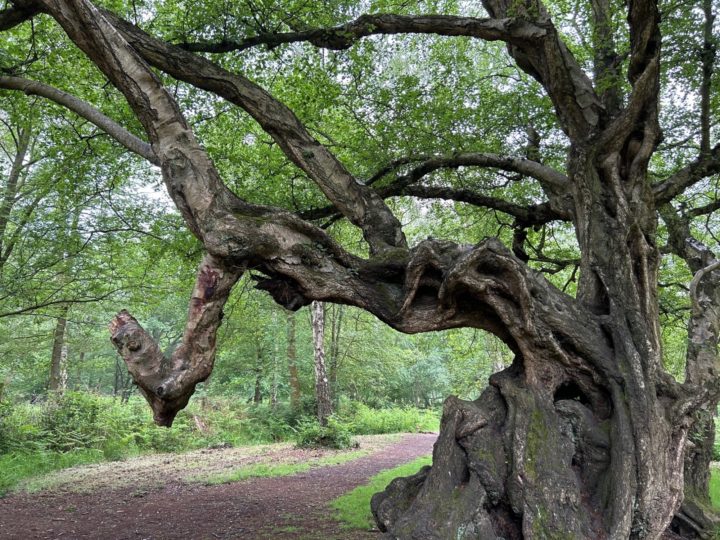 Veteran tree at Thorndon Country Park