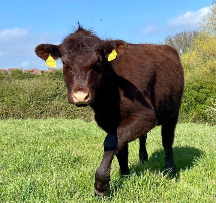 Red poll cattle at Hadleigh Country Park