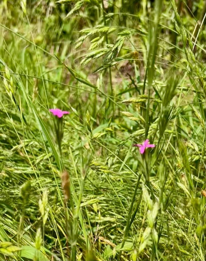 Deptford Pink in the grasslands at Hadleigh Country Park