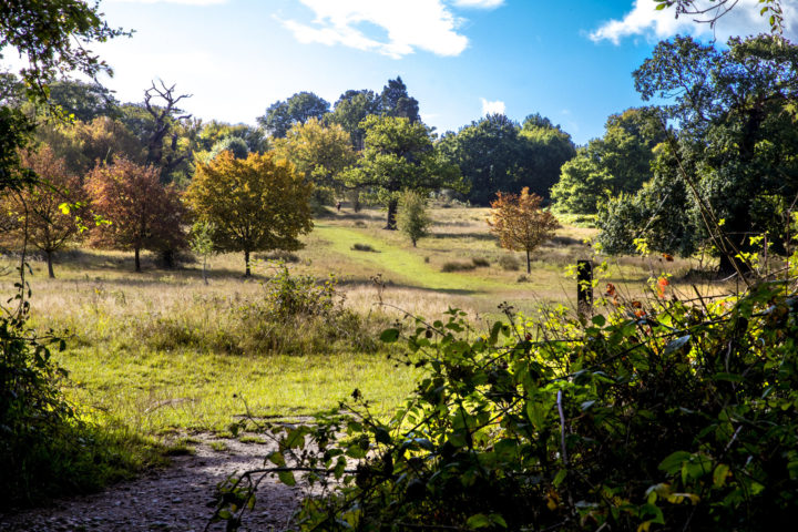 Parkland at Weald Country Park