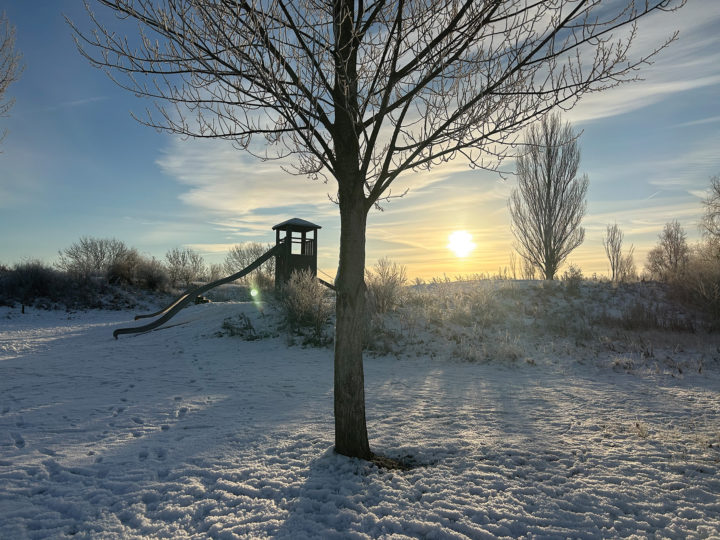 Sun, snow and tree at Great Notley Country Park