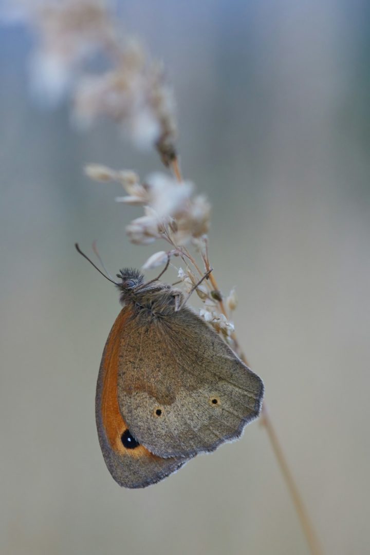 Meadow Brown butterfly