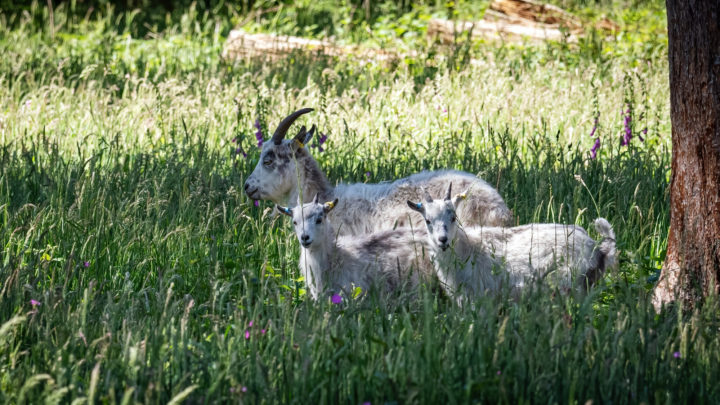 Cheviot goat