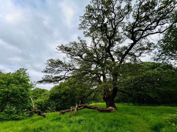 Veteran tree and fallen dead wood at Thorndon Country Park