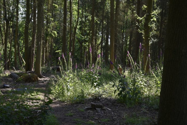 Foxgloves in the woods at Weald Country Park