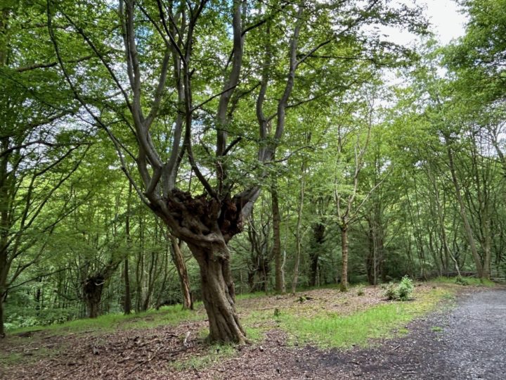 Pollarded Hornbeam at Thorndon Country Park (south)