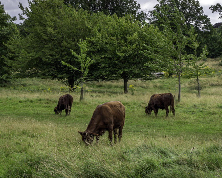 Red poll cattle grazing at Weald Country Park