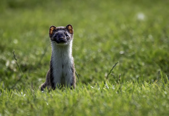 Stoat at Weald Country Park by Andrew Adams