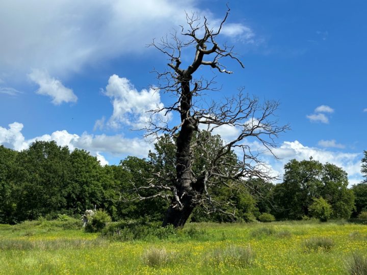 Grassland and veteran tree at Weald Country Park