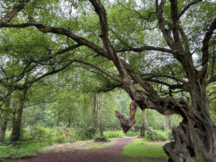 Veteran tree at the Deer Park, Thorndon North