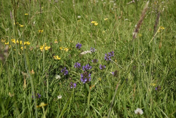 Marsh orchids and wildflowers in The Roughs at Weald