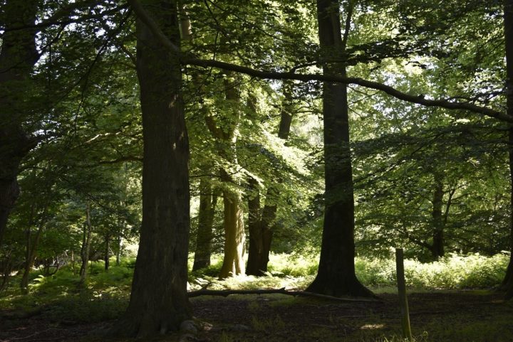 Woodland at Weald