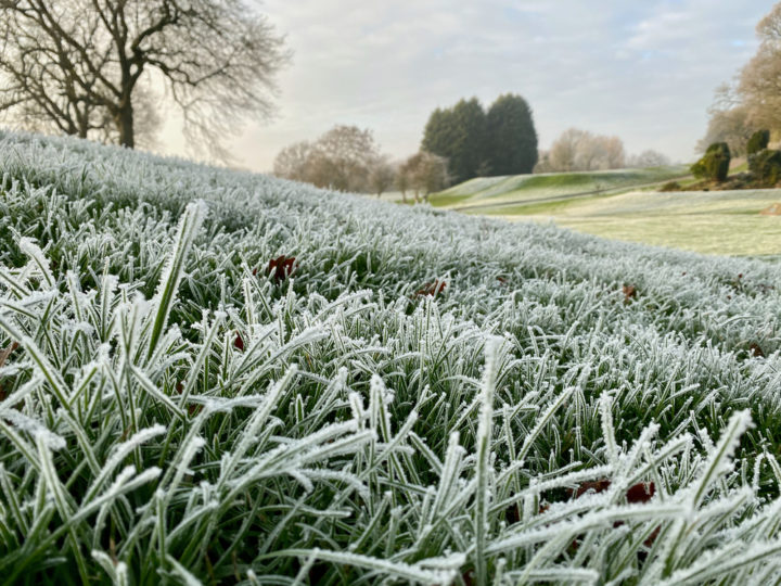 Frosty grass in parkland