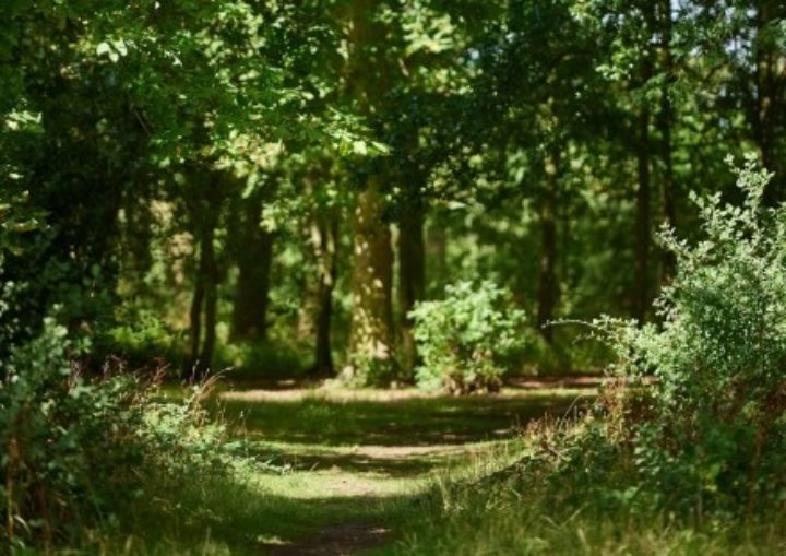 Woodland path at Thorndon Country Park