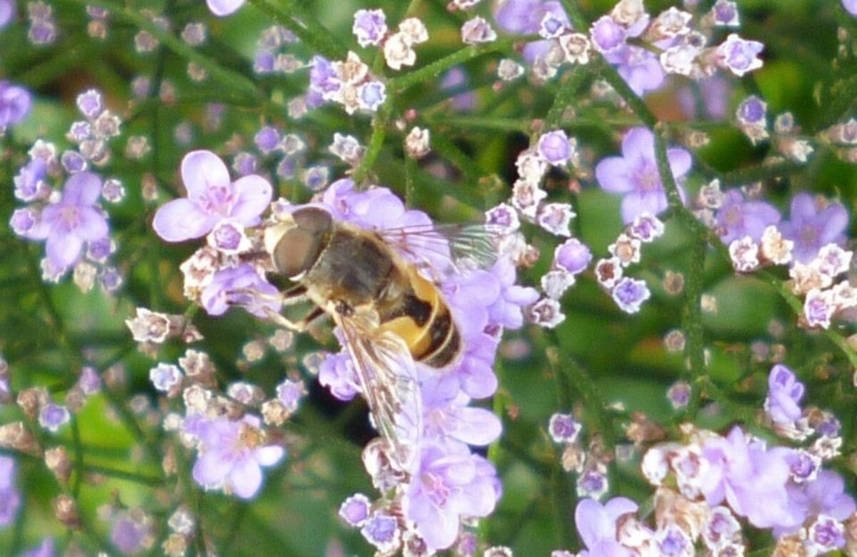 A bee in the Walled Garden