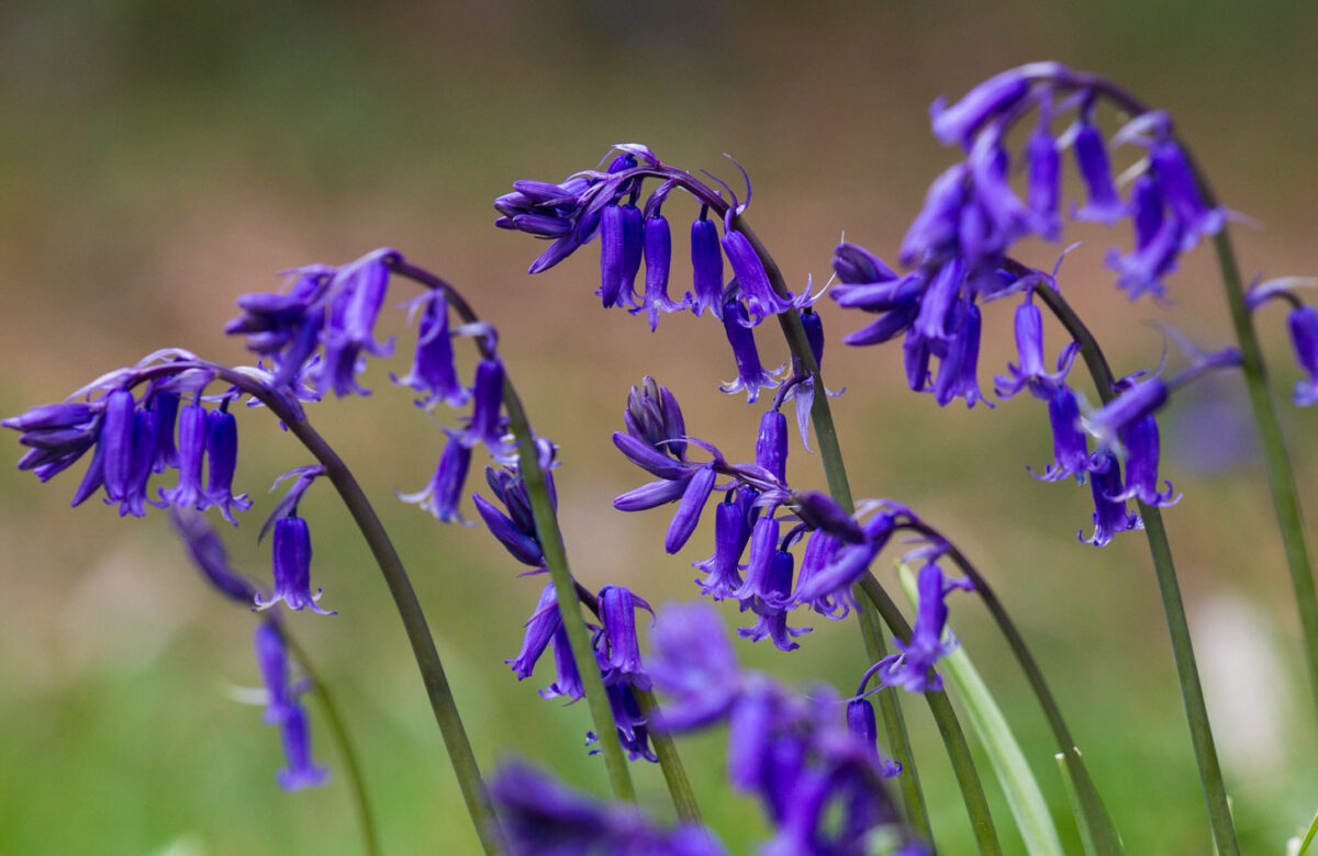 Bluebells Natural England