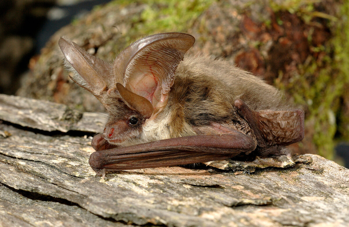 Brown Long Eared Bat