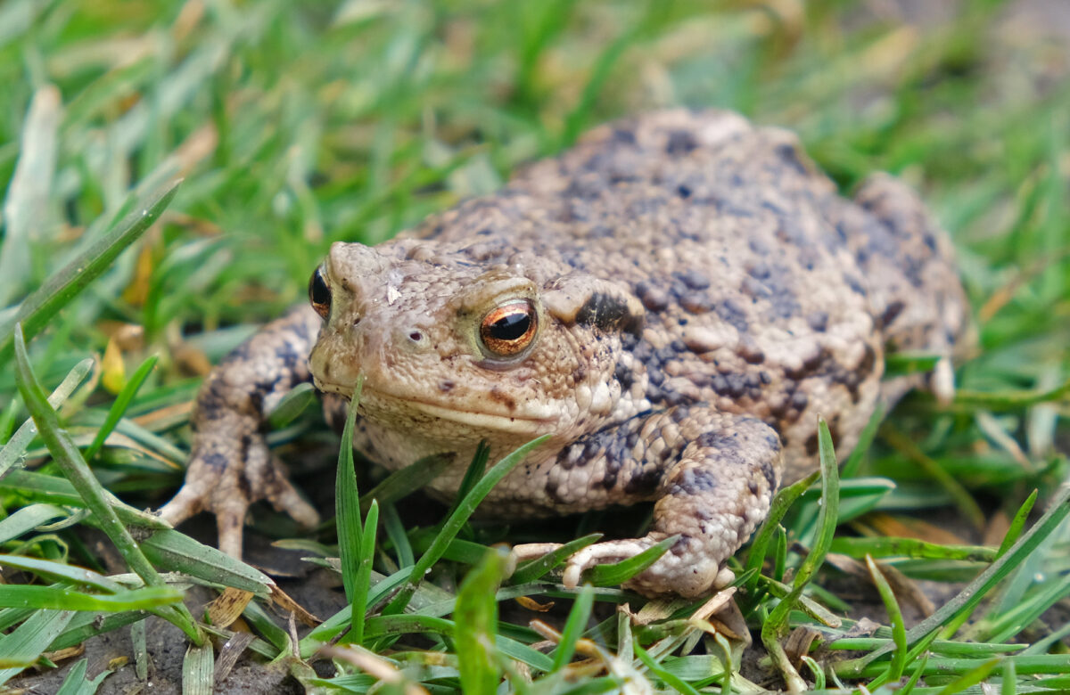 Common Toad Natural England