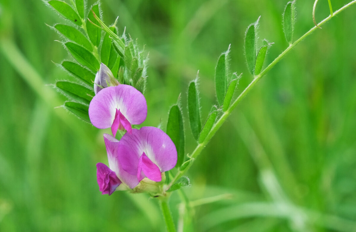 Common Vetch Natural England
