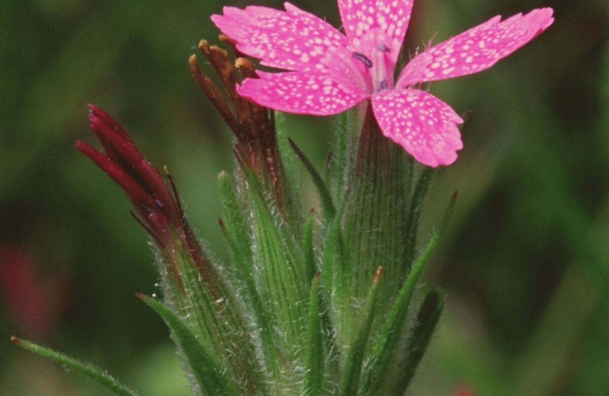 Deptford Pink Natural England
