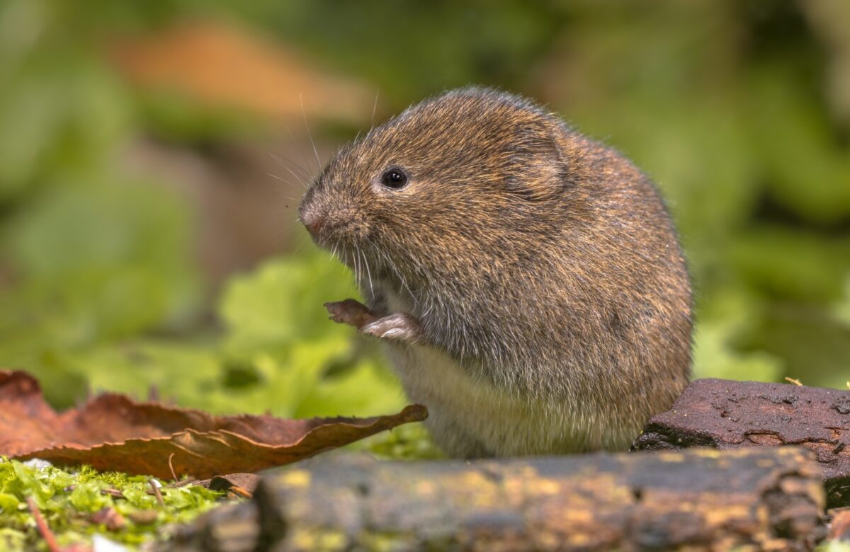 Field Vole