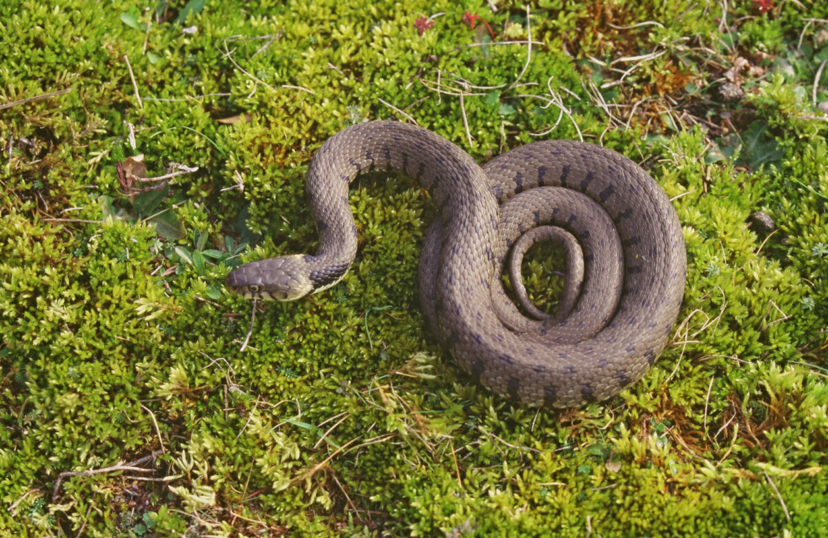 Grass Snake Natural England