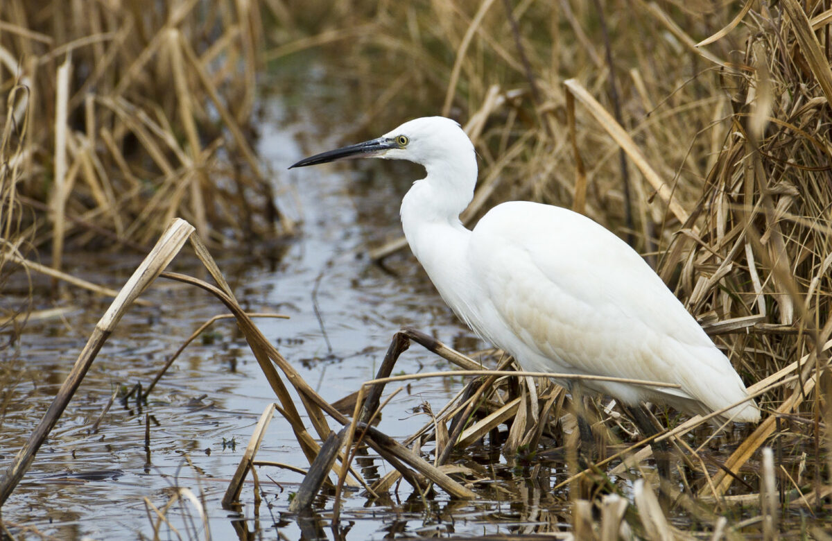 Little Egret Natural England Copy