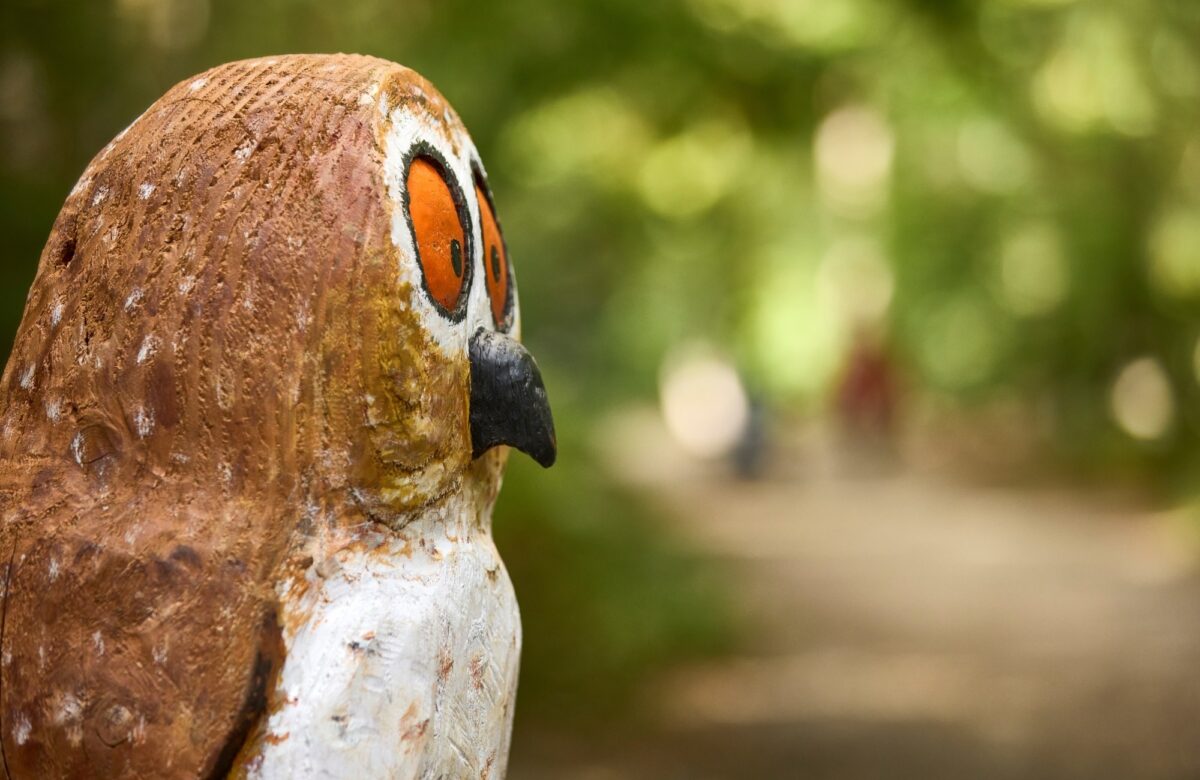 Owl