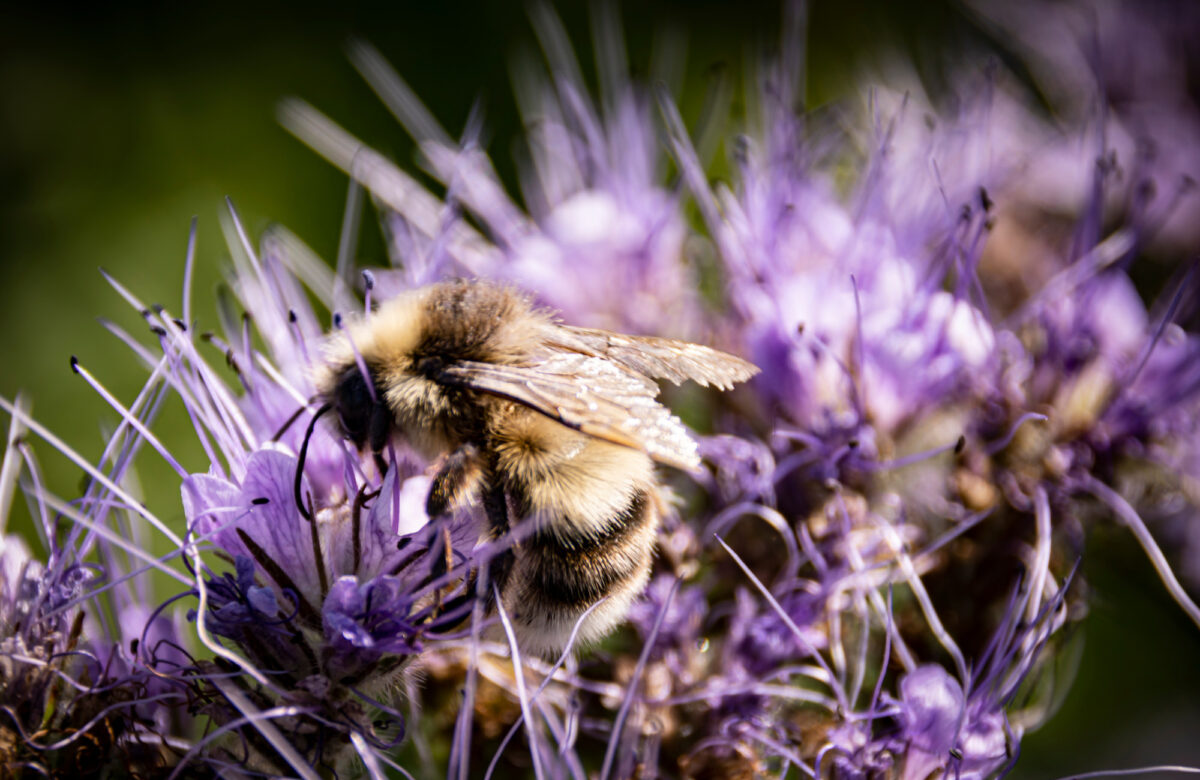 Shrill Carder Bee