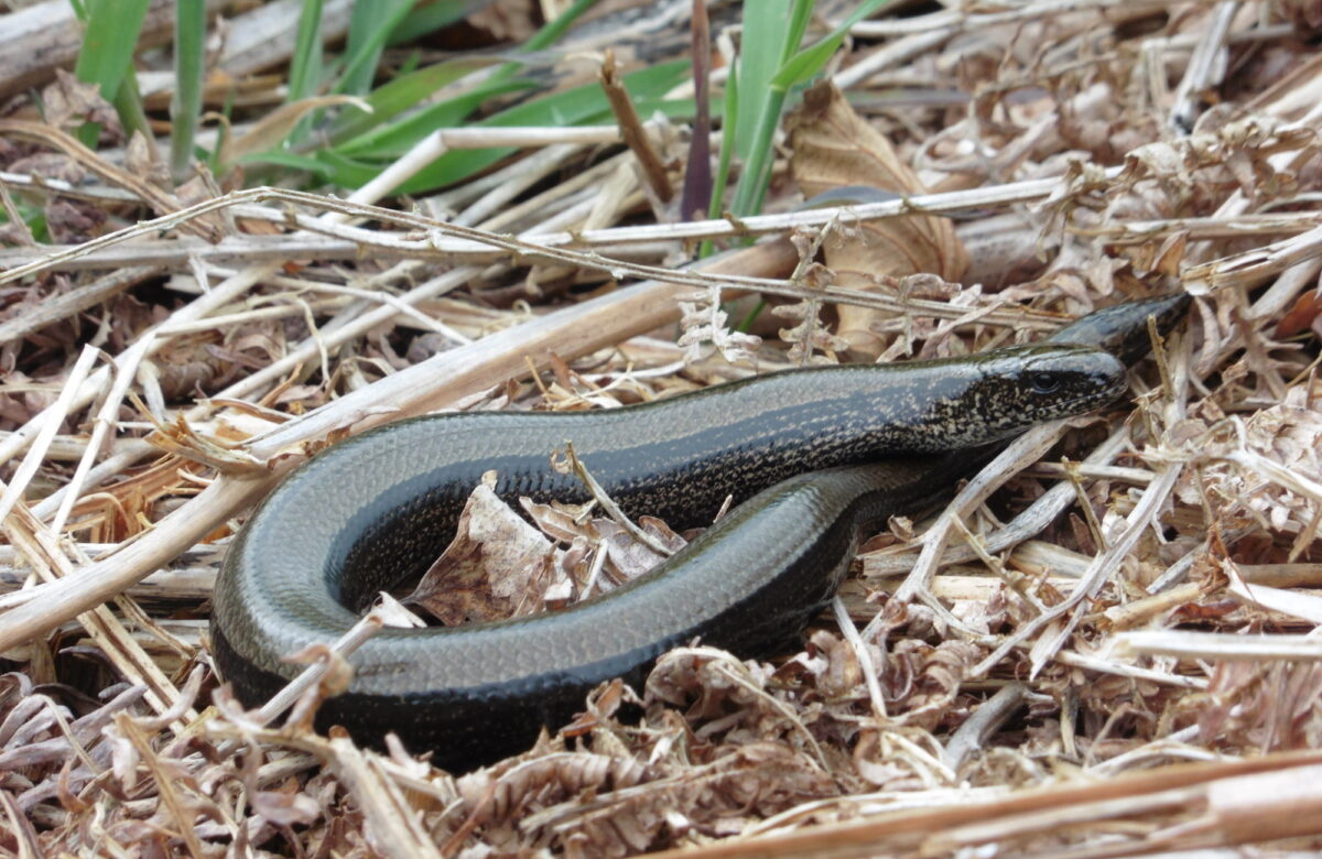 Slow Worm Natural England