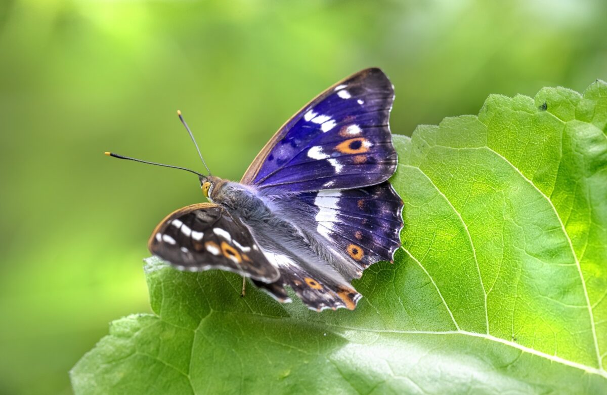 Lesser purple emperor 7328330 1920