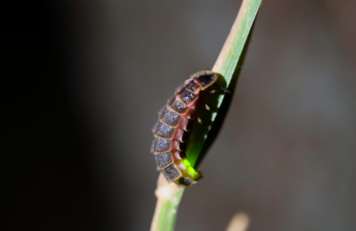 Shutterstock Glow Worm