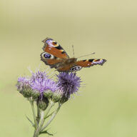 Get Busy Spotting Butterflies