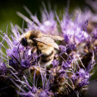 Something exciting is happening: Landscape restoration at Belhus Woods Country Park