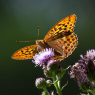 Essex Country Parks Landscape Restoration one year on: Summer 2025