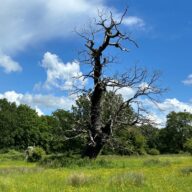 Essex Country Parks: Restoring Landscapes and Habitats for the Future