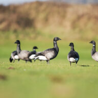 Something exciting is happening here: landscape restoration at Marsh Farm Country Park