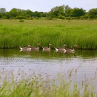 Something exciting is happening: Landscape restoration at Cudmore Country Park