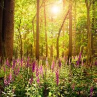 Something exciting is happening: Landscape restoration at Weald Country Park