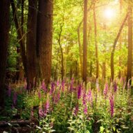 Something exciting is happening: Landscape restoration at Weald Country Park