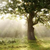 Something exciting is happening: Landscape restoration at Thorndon Country Park