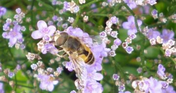 A bee in the Walled Garden