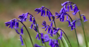 Bluebells Natural England