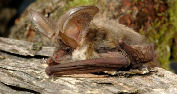 Brown Long Eared Bat