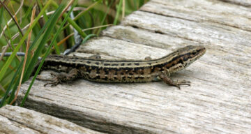 Common Lizard Natural England